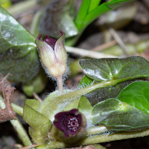  - Asarum europaeum L.