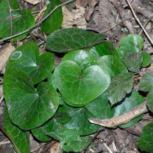  - Asarum europaeum L.