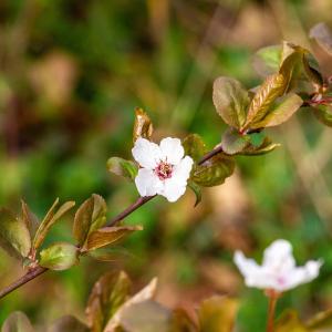  - Prunus cerasifera Ehrh. [1784]