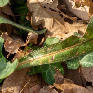 Photographie n°2544123 du taxon Pulmonaria longifolia subsp. longifolia 