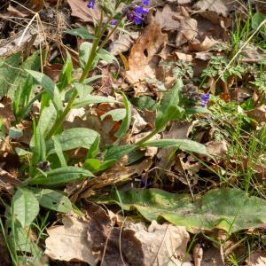 Photographie n°2544127 du taxon Pulmonaria longifolia subsp. longifolia 