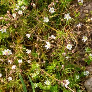 Photographie n°2544133 du taxon Spergula arvensis L.