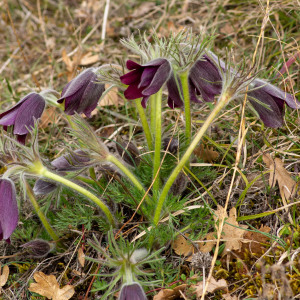  - Anemone rubra Lam.