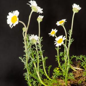  - Anthemis cretica subsp. saxatilis (DC.) R.Fern. [1975]