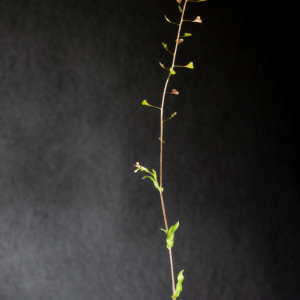Photographie n°2544192 du taxon Capsella bursa-pastoris subsp. rubella (Reut.) Hobk.