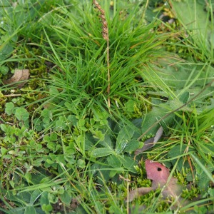 Photographie n°2544194 du taxon Spiranthes spiralis (L.) Chevall.