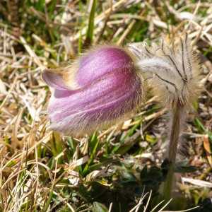 Photographie n°2544198 du taxon Anemone vernalis L.