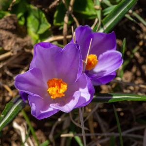  - Crocus vernus (L.) Hill