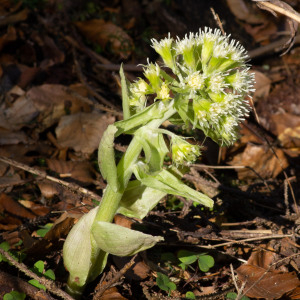 Photographie n°2544218 du taxon Petasites albus (L.) Gaertn. [1791]