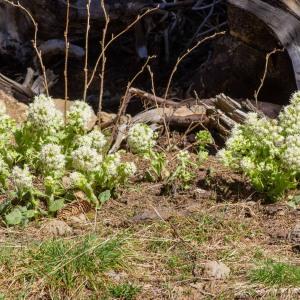 Photographie n°2544223 du taxon Petasites albus (L.) Gaertn. [1791]