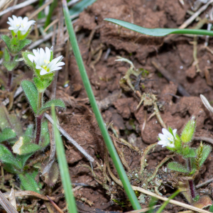 Photographie n°2544231 du taxon Cerastium pumilum Curtis [1777]