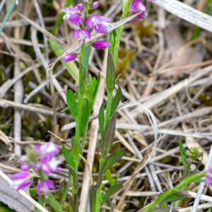 Photographie n°2544236 du taxon Polygala vulgaris L.