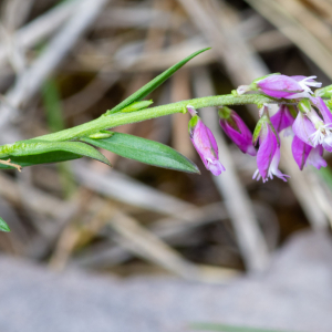 Photographie n°2544237 du taxon Polygala vulgaris L.