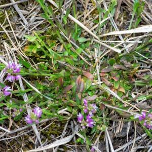 Photographie n°2544238 du taxon Polygala vulgaris L.