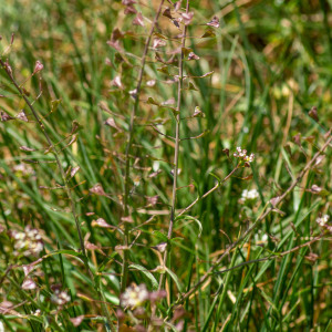 Photographie n°2544245 du taxon Capsella bursa-pastoris subsp. rubella (Reut.) Hobk.