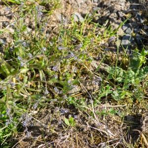  - Myosotis discolor Pers.