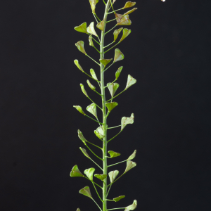 Photographie n°2544259 du taxon Capsella bursa-pastoris subsp. rubella (Reut.) Hobk.