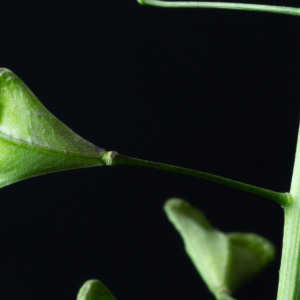 Photographie n°2544260 du taxon Capsella bursa-pastoris subsp. rubella (Reut.) Hobk.