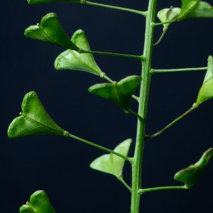  - Capsella bursa-pastoris subsp. rubella (Reut.) Hobk.