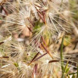 Photographie n°2544294 du taxon Hypochaeris glabra L. [1753]