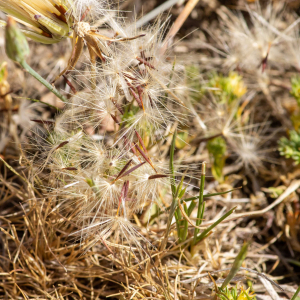 Photographie n°2544298 du taxon Hypochaeris glabra L. [1753]