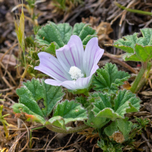 Photographie n°2544309 du taxon Malva neglecta Wallr.