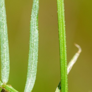 Photographie n°2544326 du taxon Vicia angustifolia L.