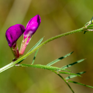 Photographie n°2544329 du taxon Vicia angustifolia L.