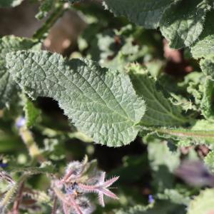 Photographie n°2544334 du taxon Borago officinalis L. [1753]