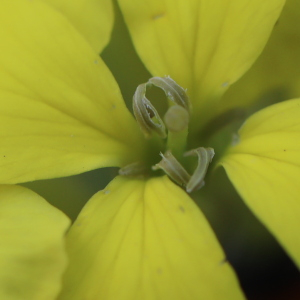 Photographie n°2544343 du taxon Erysimum ochroleucum (Schleich.) DC. [1805]