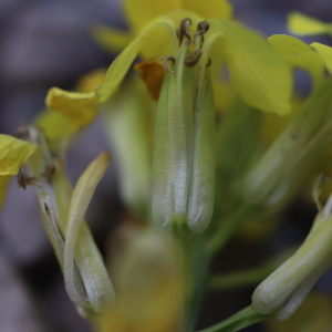 Photographie n°2544344 du taxon Erysimum ochroleucum (Schleich.) DC. [1805]