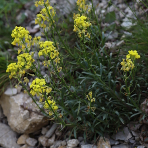 Photographie n°2544345 du taxon Erysimum ochroleucum (Schleich.) DC. [1805]