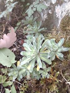  , le 29 novembre 2022 (Coubon)