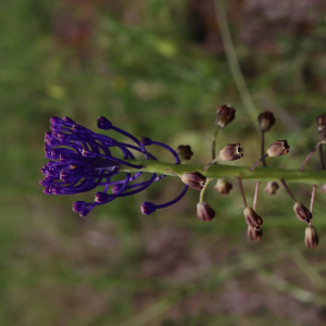 Photographie n°2544371 du taxon Muscari comosum (L.) Mill. [1768]