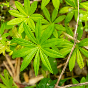 Photographie n°2544387 du taxon Galium odoratum (L.) Scop.