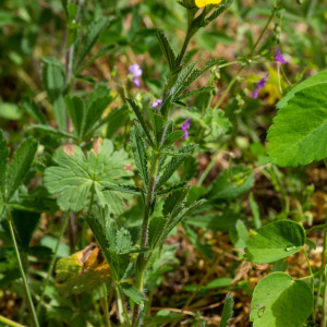 Photographie n°2544400 du taxon Potentilla hirta L.