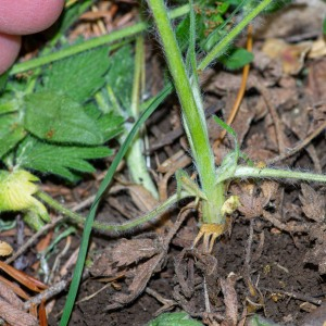 Photographie n°2544401 du taxon Potentilla hirta L.