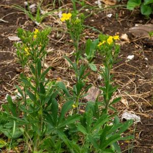 Photographie n°2544404 du taxon Potentilla hirta L.