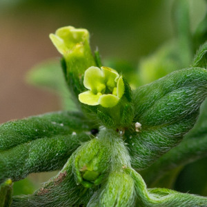 Photographie n°2544409 du taxon Lithospermum officinale L.