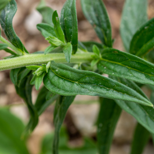 Photographie n°2544410 du taxon Lithospermum officinale L.