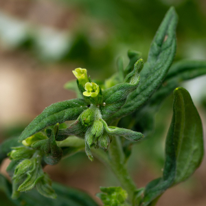 Photographie n°2544412 du taxon Lithospermum officinale L.