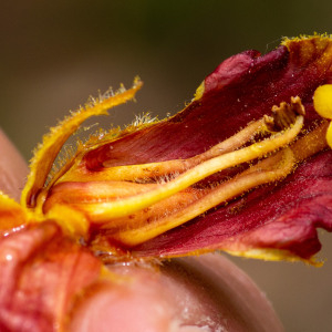 Photographie n°2544414 du taxon Orobanche gracilis Sm.