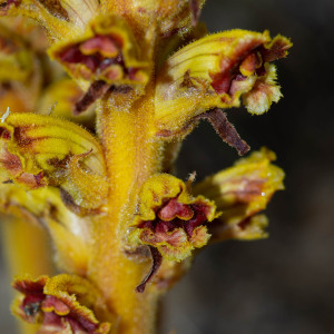 Photographie n°2544415 du taxon Orobanche gracilis Sm.