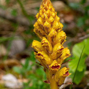 Photographie n°2544416 du taxon Orobanche gracilis Sm.