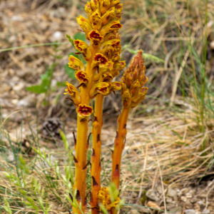 Photographie n°2544417 du taxon Orobanche gracilis Sm.