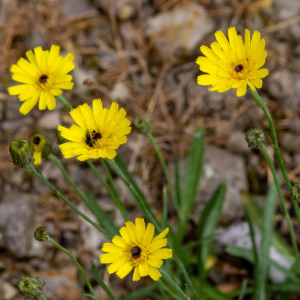 Photographie n°2544464 du taxon Tolpis staticifolia (All.) Sch.Bip.