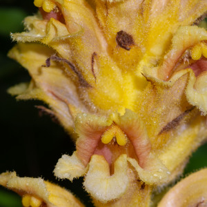 Photographie n°2544466 du taxon Orobanche gracilis Sm.