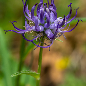 Photographie n°2544474 du taxon Phyteuma orbiculare L.