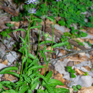 Photographie n°2544475 du taxon Phyteuma orbiculare L.