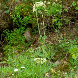 Photographie n°2544478 du taxon Laserpitium siler L.